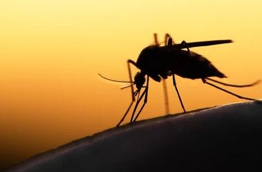 Will A Ceiling Fan Keep Mosquitos & Bugs Away?